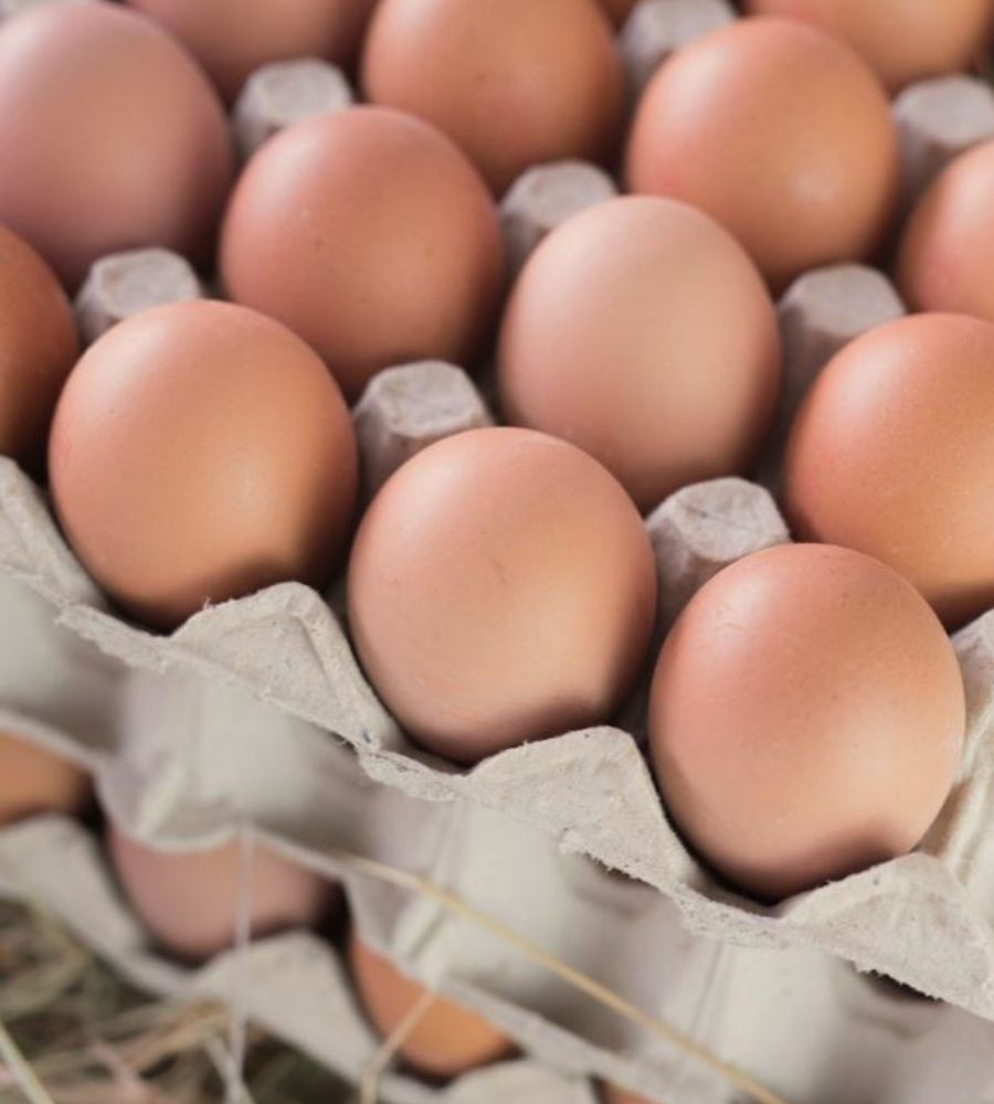 Eier aus Freilandhaltung